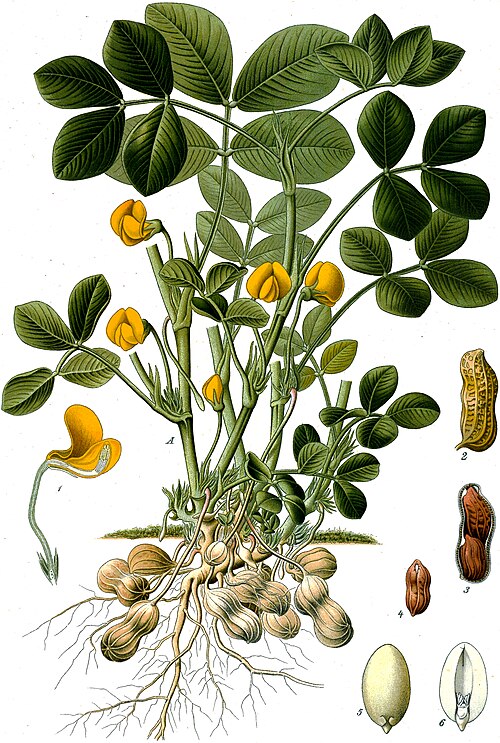 1834 - Musset - Lorenzaccio